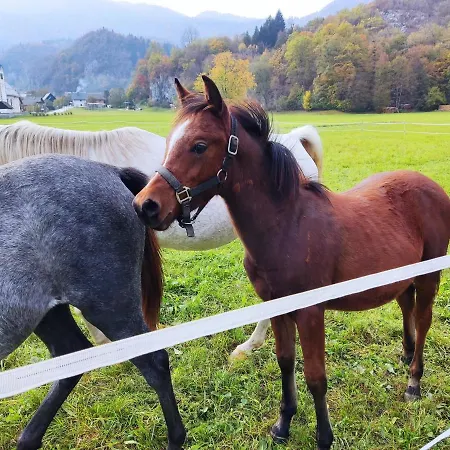 Fantastic Brglez Lejlighed Bohinjska Bela