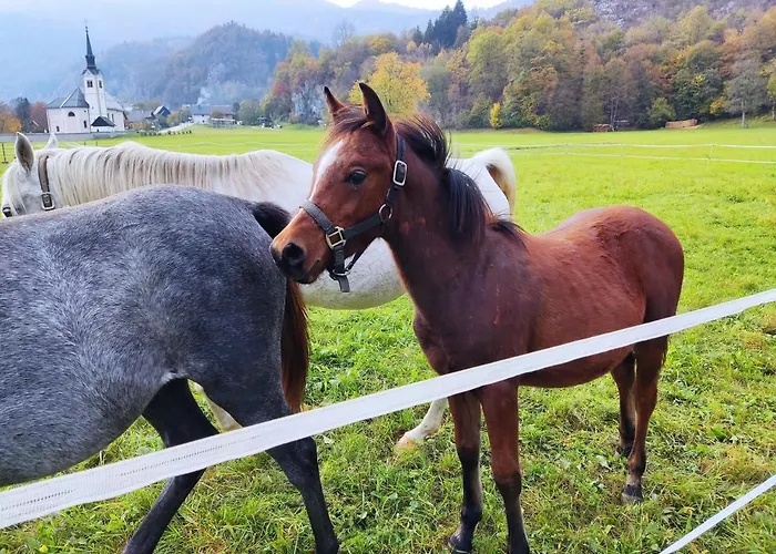 Fantastic Brglez Lejlighed Bohinjska Bela